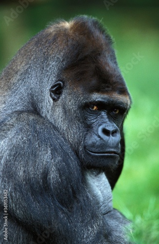 EASTERN LOWLAND GORILLA gorilla gorilla graueri, HEAD OF MALE © slowmotiongli