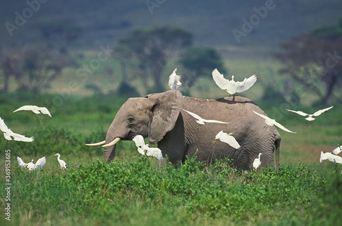 Photography AFRICAN ELEPHANT loxodonta africana WITH CATTLE EGRETS, KENYA