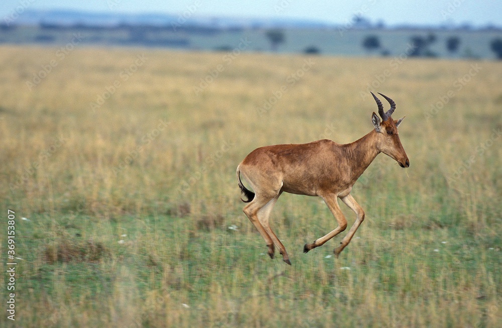 HARTEBEEST alcelaphus buselaphus, ADULT RUNNING, MASAI MARA PARK IN KENYA HARTEBEEST alcelaphus buselaphus, ADULT RUNNING, MASAI MARA PARK IN KENYA