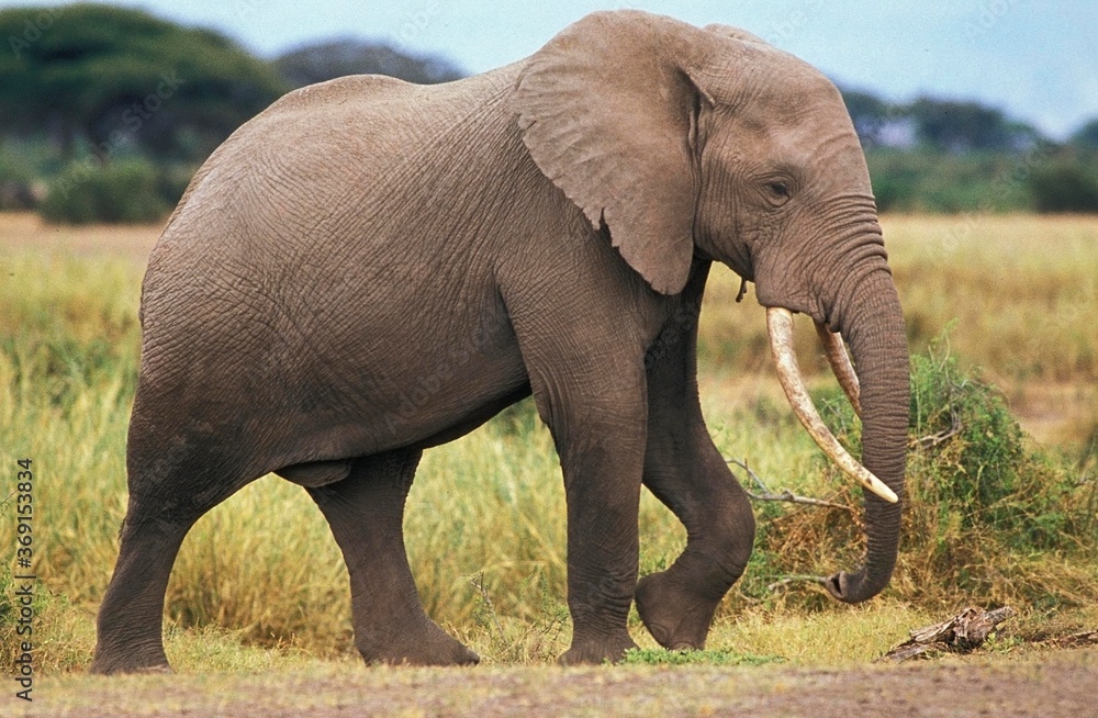 Fototapeta premium AFRICAN ELEPHANT loxodonta africana, ADULT MALE, KENYA