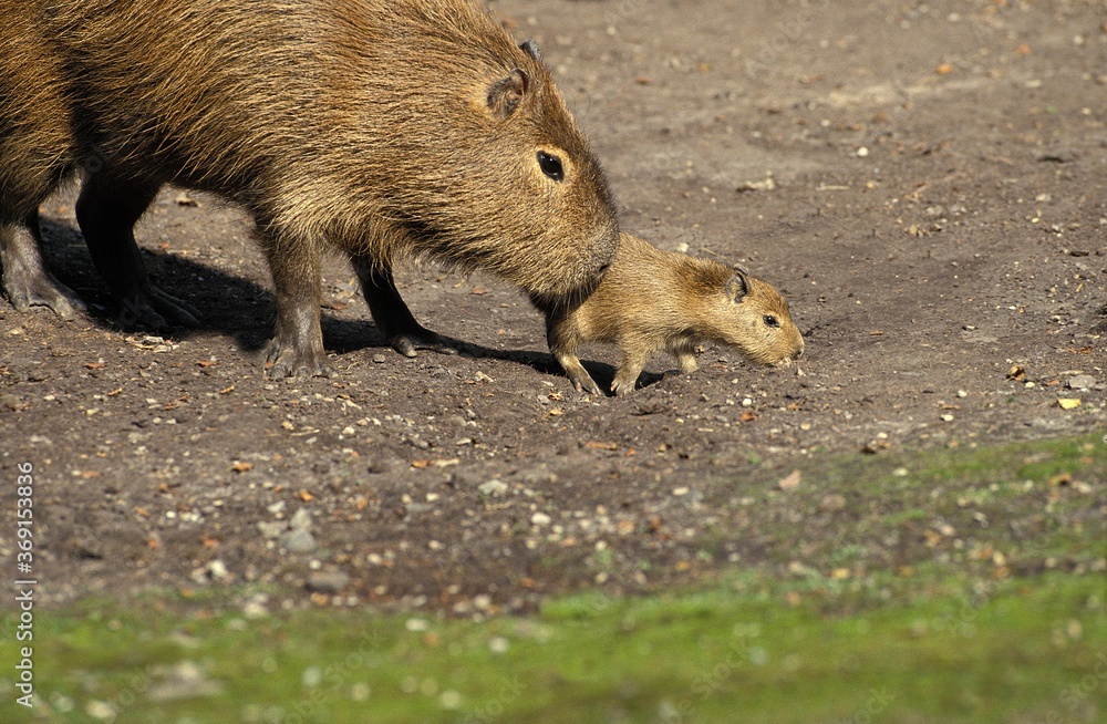CAPYBARA hydrochoerus hydrochaeris, FEMALE WITH BABY, PANTANAL IN BRAZIL CAPYBARA hydrochoerus hydrochaeris, FEMALE WITH BABY, PANTANAL IN BRAZIL