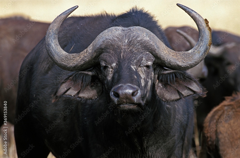 Naklejka premium AFRICAN BUFFALO syncerus caffer, MASAI MARA PARK IN KENYA