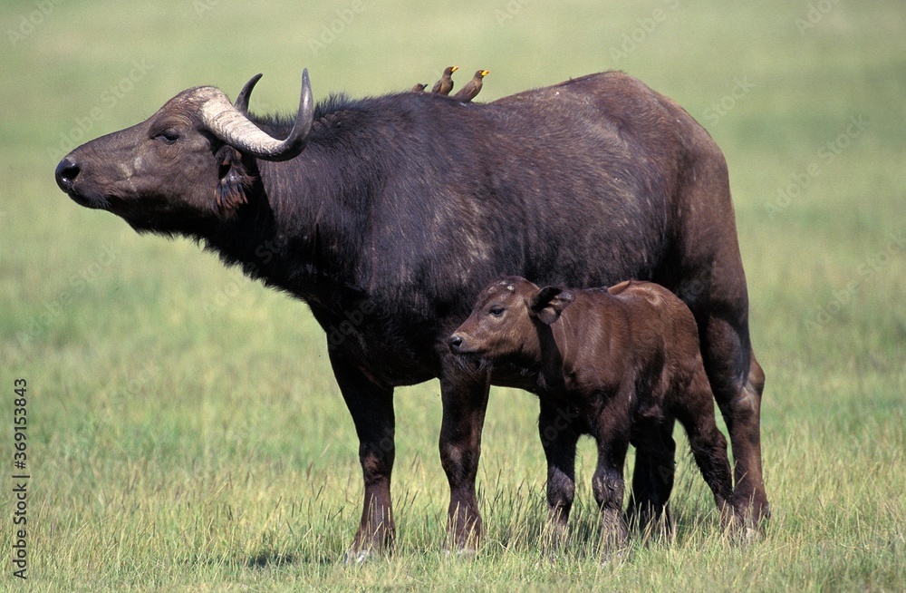 AFRICAN BUFFALO syncerus caffer IN MASAI MARA PARK IN KENYA