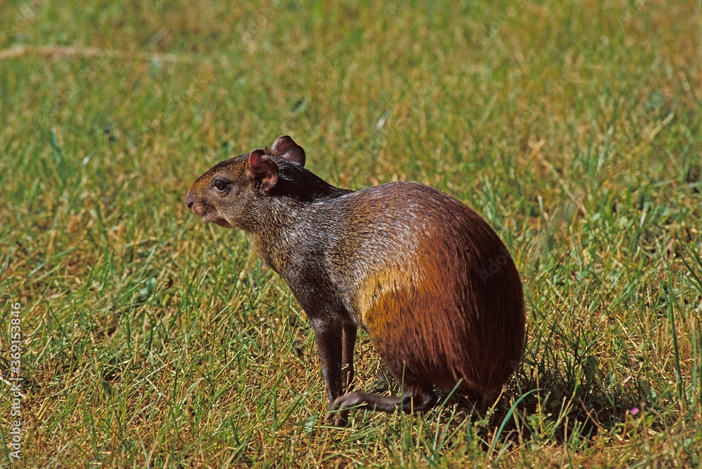 Fototapeta premium AGOUTI dasyprocta agouti, LOS LIANOS VENEZUELA