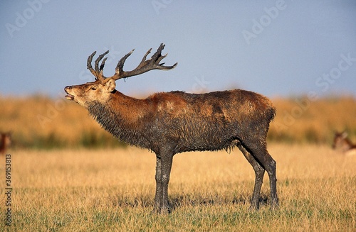 RED DEER cervus elaphus  STAG BELLING DURING THE RUT  FRANCE