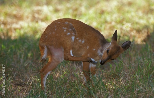 BUSHBUCK tragelaphus scriptus, YOUNG FEMALE IN KRUGER PARK, SOUTH AFRICA photo