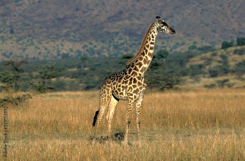 MASAI GIRAFFE giraffa camelopardalis tippelskirchi, ADULT IN SAVANNAH, KENYA