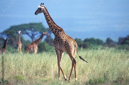 MASAI GIRAFFE giraffa camelopardalis tippelskirchi  GROUPE OF ADULTS IN SAVANNAH  KENYA