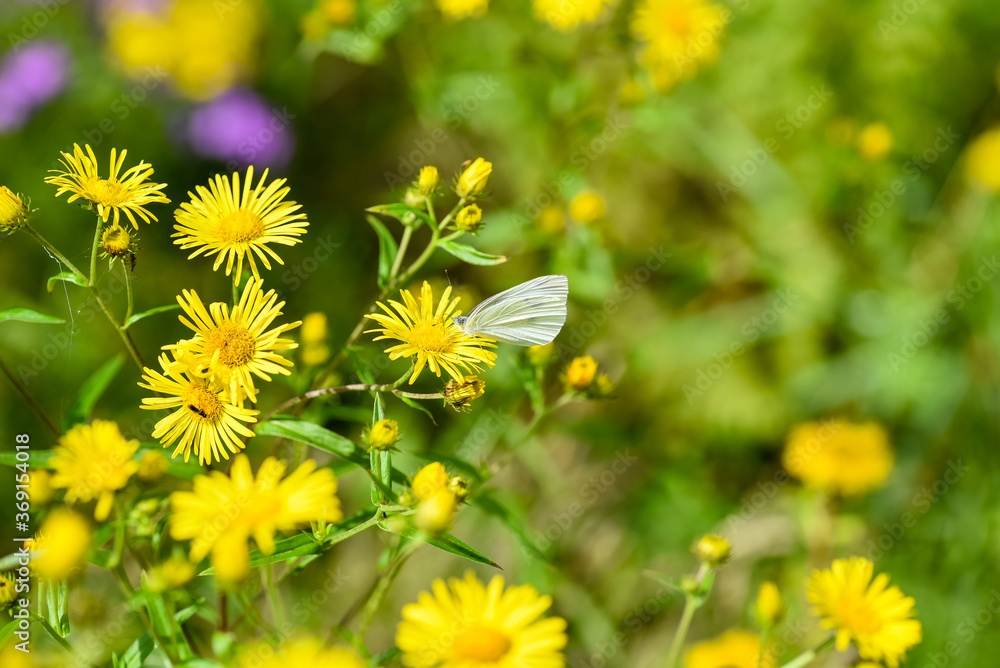 White butterfly on a yellow flower summer background White butterfly on a yellow flower summer background