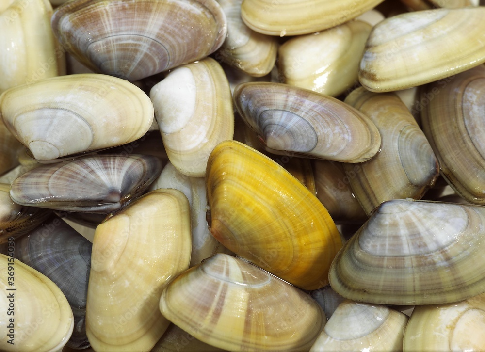 WEDGE SHELL donax trunculus WEDGE SHELL donax trunculus