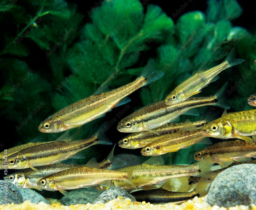 MINNOW phoxinus phoxinus, SHOAL OF FISHES MINNOW phoxinus phoxinus, SHOAL OF FISHES