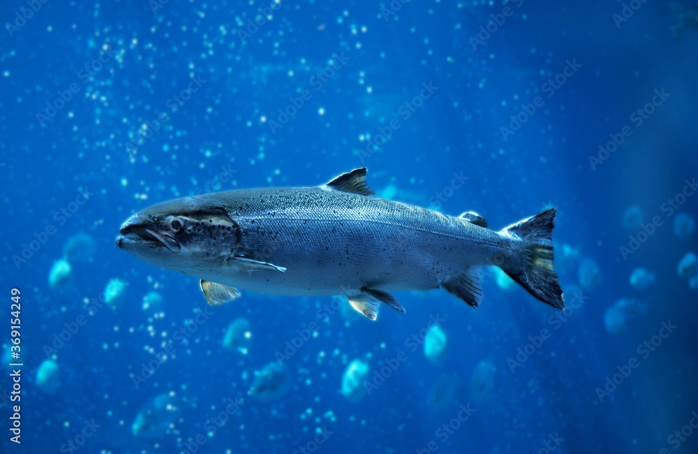 ATLANTIC SALMON salmo salar, QUEBEC CANADA