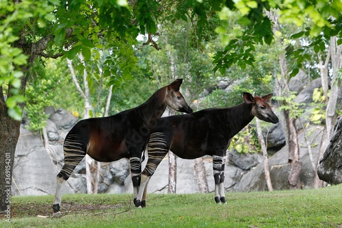 Okapi, okapia johnstoni, Male with Female photo