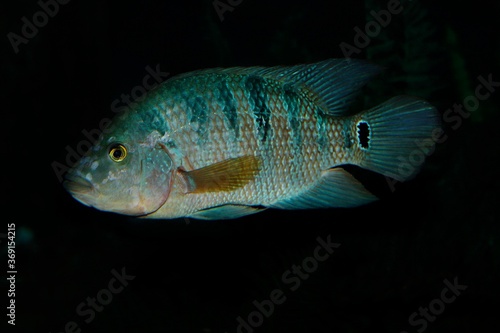 Peacock Cichlid, cichla ocellaris, Adult fish from South America
