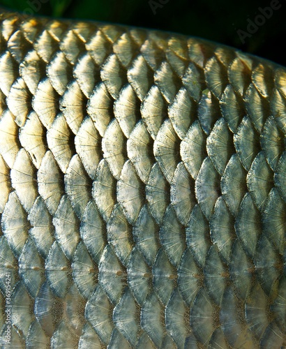 RUDD scardinius erythrophthalmus, CLOSE-UP OF SCALES