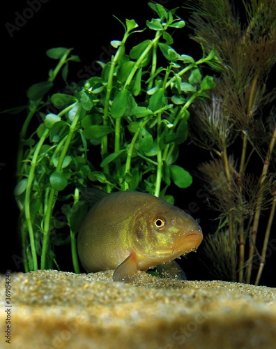 TENCH tinca tinca, ADULT EMERGING FROM AQUATIC PLANTS, FRANCE photo