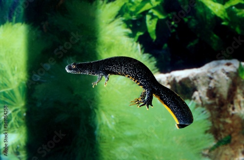 ALPINE NEWT triturus alpestris, NORMANDY IN FRANCE photo