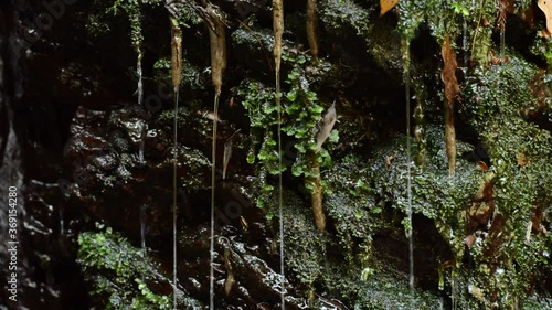 茶色い岩についた苔と落ちる水