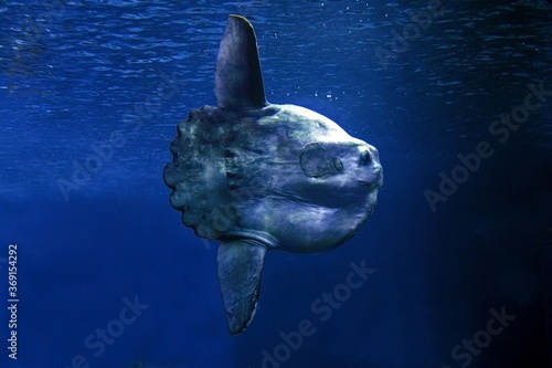 Photos SUNFISH mola mola, CALIFORNIA