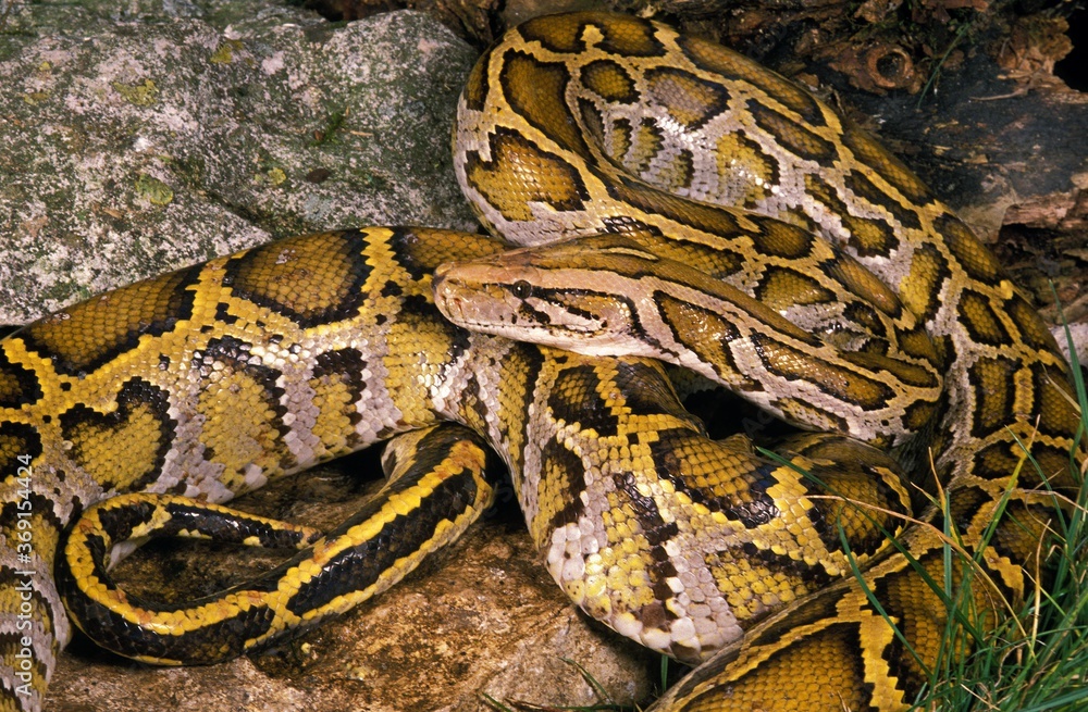Obraz premium INDIAN PYTHON python molurus