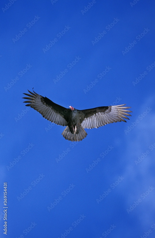 Obraz premium TURKEY VULTURE cathartes aura, ADULT IN FLIGHT, MEXICO