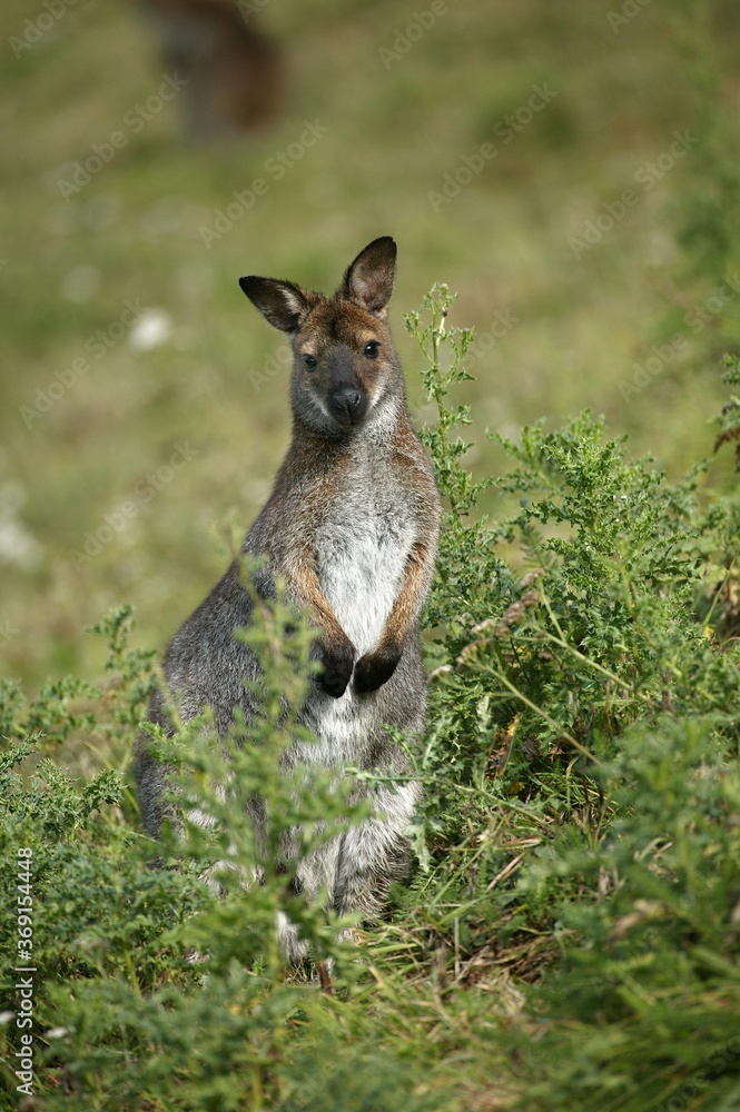 Fototapeta premium BENNETT'S WALLABY macropus rufogriseus, ADULT IN BUSH, AUSTRALIA