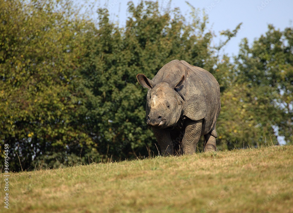 Fototapeta premium INDIAN RHINOCEROS rhinoceros unicornis