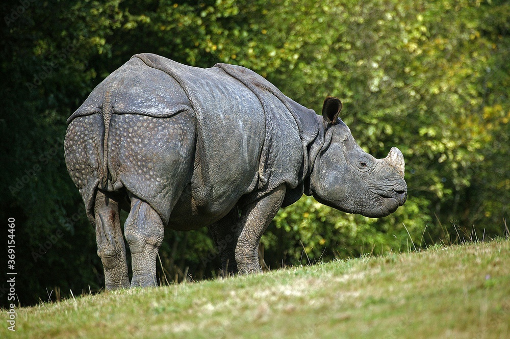 Fototapeta premium INDIAN RHINOCEROS rhinoceros unicornis