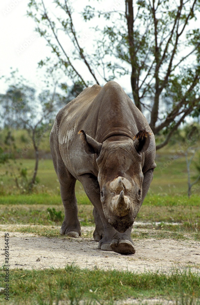 Fototapeta premium BLACK RHINOCEROS diceros bicornis, KENYA