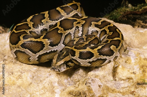 INDIAN PYTHON python molurus, ADULT ON ROCK