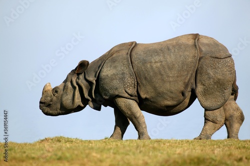Canvas Print INDIAN RHINOCEROS rhinoceros unicornis