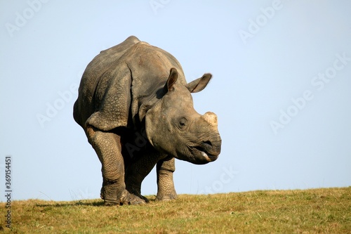 Canvas Print INDIAN RHINOCEROS rhinoceros unicornis