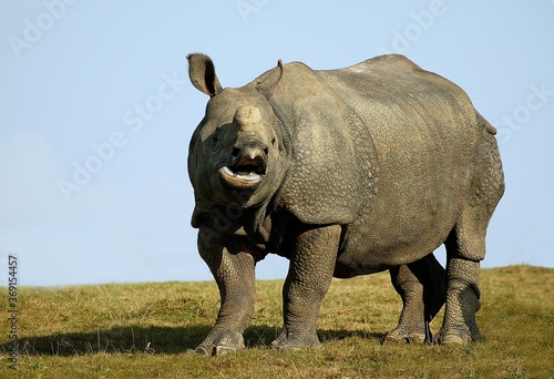 INDIAN RHINOCEROS rhinoceros unicornis, ADULT CALLING OUT