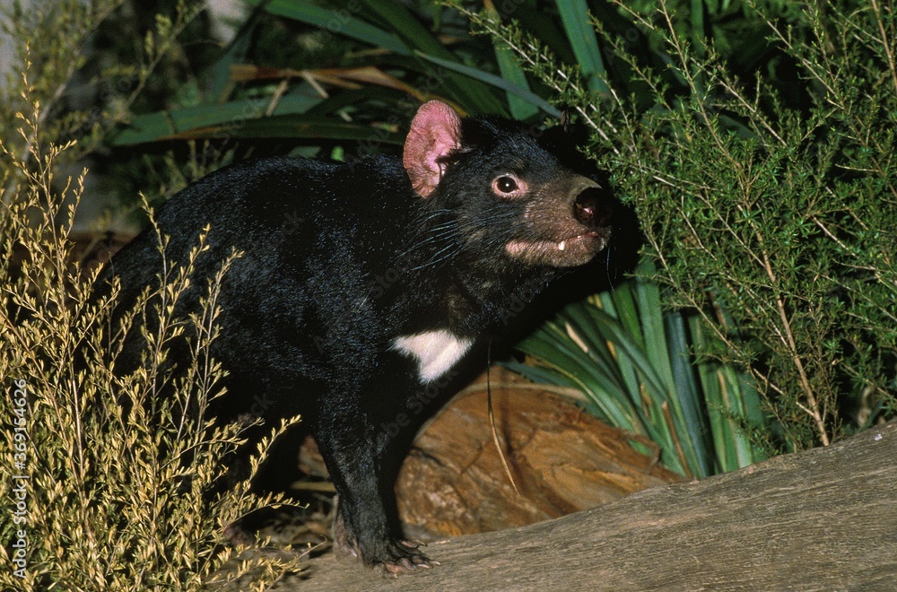 TASMANIAN DEVIL sarcophilus harrisi, AUSTRALIA TASMANIAN DEVIL sarcophilus harrisi, AUSTRALIA