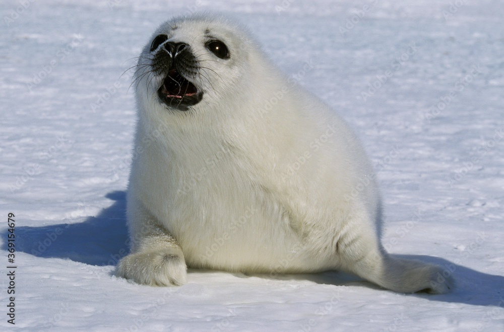 Obraz premium HARP SEAL pagophilus groenlandicus, PUP CALLING FOR MOTHER ON ICE FIELD, MAGDALENA ISLAND IN CANADA