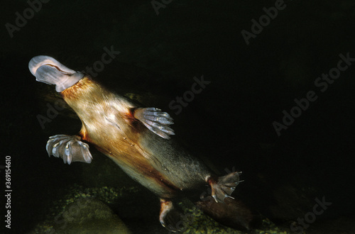 PLATYPUS ornithorhynchus anatinus, ADULT SWIMMING IN RIVER, AUSTRALIA photo