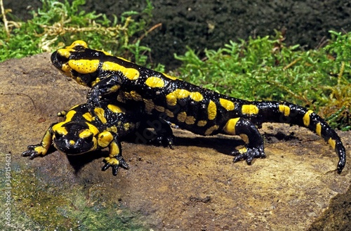 FIRE SALAMANDER salamandra salamandra