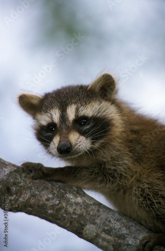 RACCOON procyon lotor, YOUNG ON BRANCH