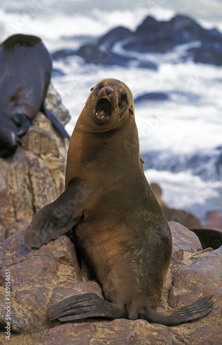 SOUTH AFRICAN FUR SEAL arctocephalus pusillus, FEMALE CALLING OUT ON ROCK, CAPE CROSS IN NAMIBIA