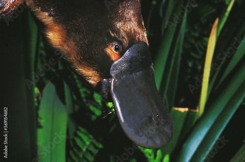 PLATYPUS ornithorhynchus anatinus, CLOSE-UP OF BEAK, AUSTRALIA