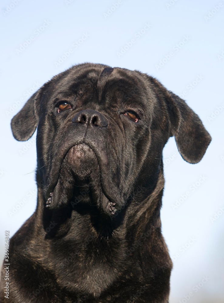 CANE CORSO, A DOG BREED FROM ITALY, HEAD OF ADULT