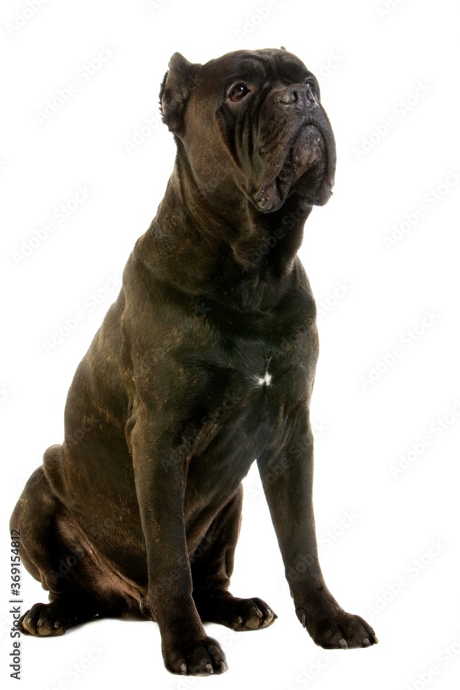 CANE CORSO, A DOG BREED FROM ITALY, ADULT AGAINST WHITE BACKGROUND (OLD STANDARD BREED WITH CUT EARS)