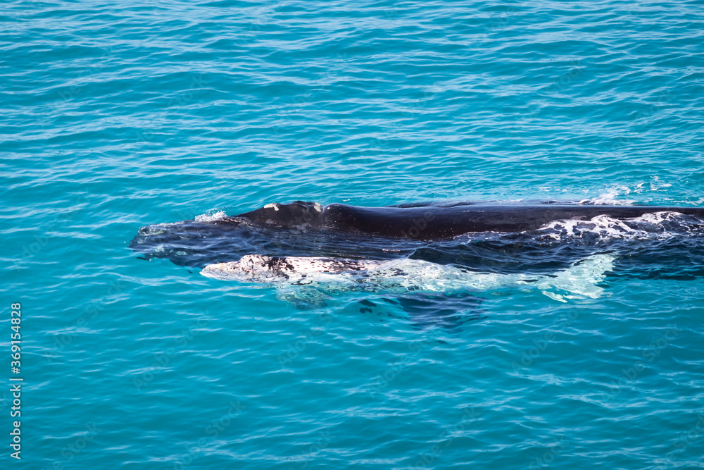 Fototapeta premium Right southern whales, cow and calf. White calf, rare individual. Mother and baby in nursery area Head of Bight, Australia. Winter time. Calf getting stronger before traveling back to Antarctica.