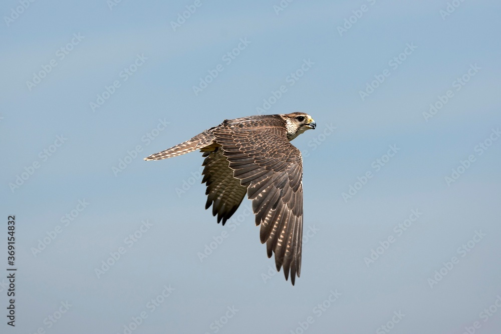 Obraz premium SAKER FALCON falco cherrug, ADULT IN FLIGHT AGAINST BLUE SKY