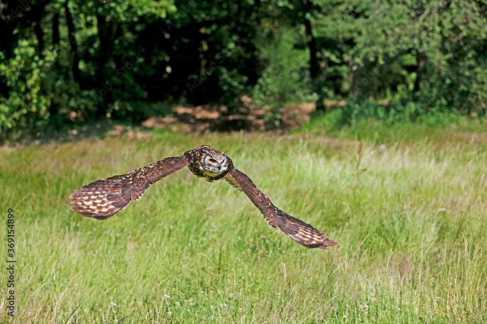 Fototapeta premium CAPE EAGLE OWL bubo capensis, ADULT FLYING
