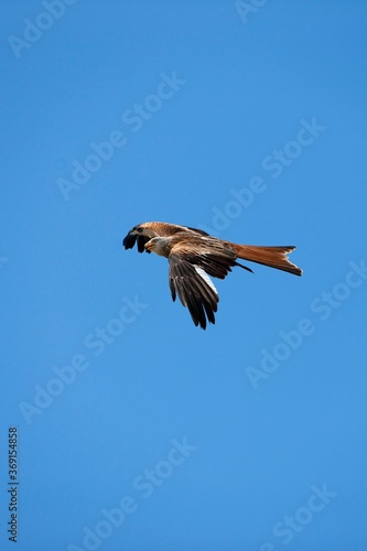 RED KITE milvus milvus  ADULT IN FLIGHT