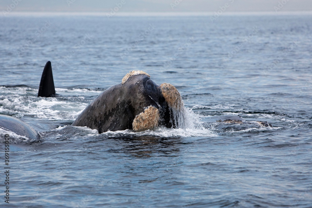 Fototapeta premium SOUTHERN RIGHT WHALE eubalaena australis, HEAD EMERGING FROM WATER, NEAR HERMANUS IN SOUTH AFRICA