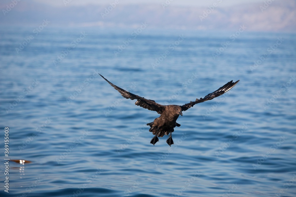 ANTARCTIC SKUA catharacta antarctica, ADULT LANDING ON WATER, FALSE BAY IN SOUTH AFRICA ANTARCTIC SKUA catharacta antarctica, ADULT LANDING ON WATER, FALSE BAY IN SOUTH AFRICA