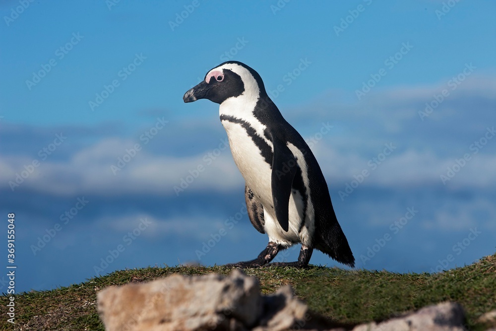 Obraz premium JACKASS PENGUIN OR AFRICAN PENGUIN spheniscus demersus, BETTY'S BAY IN SOUTH AFRICA