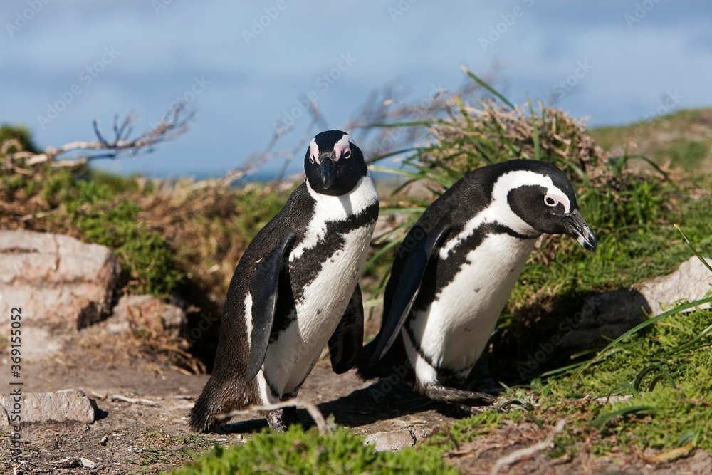 Obraz premium JACKASS PENGUIN OR AFRICAN PENGUIN spheniscus demersus, PAIR, BETTY'S BAY IN SOUTH AFRICA